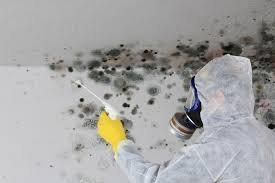 Reliable Atwood, IL Mold Removal Solutions